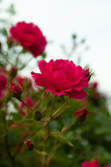 Red rose, love flower buds, rose petals, shrub, garden, close up, banner