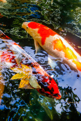 Koi fish swim in the lake