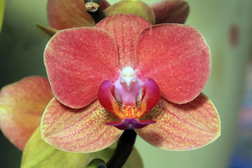 Phalaenopsis