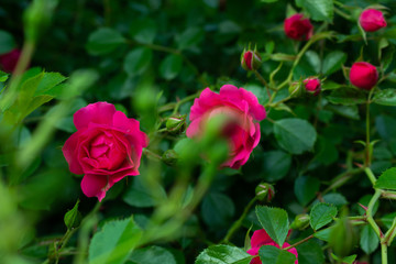 Red rose, love flower buds, rose petals, shrub, garden, close up, banner
