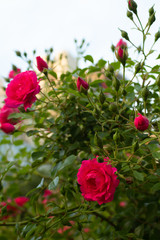 Red rose, love flower buds, rose petals, shrub, garden, close up, banner