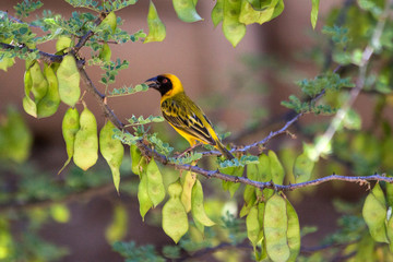 Male lesser masked weaver (Ploceus intermedius) sings with shivering wings to attract a female...