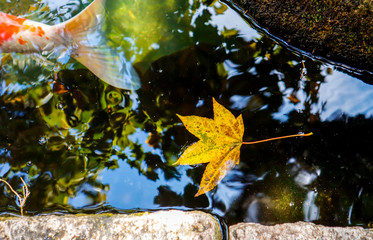 Maple leaves on the lake