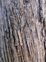 bark of a tree