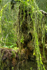 uprooted tree