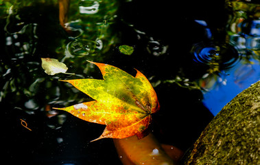 Maple leaves on the lake