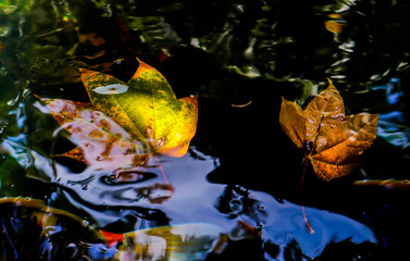 Maple leaves on the lake