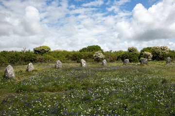 Wildflowers at prehistoric stone circle called the Boscawen-un on Penwith peninsula, Cornwall UK
