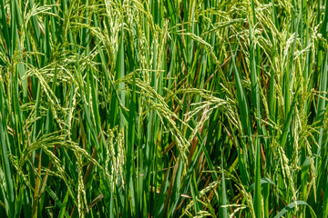 Rice field with growing ripe rice ready for harvesting. Bali Island, Indonesia