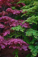 2 color Maple Trees in South Korea