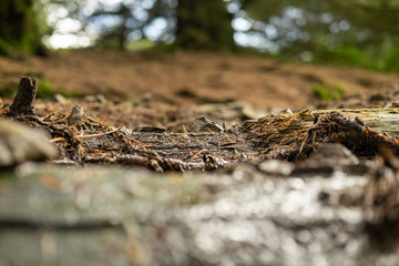Fototapeta na wymiar old stump in the woods