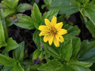 yellow flower in the garden