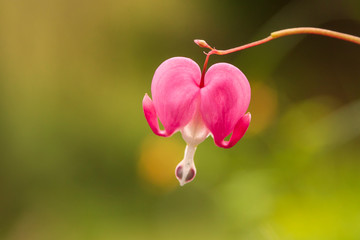 Colorful flower in heart shape on beautiful green background