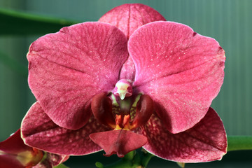 Phalaenopsis