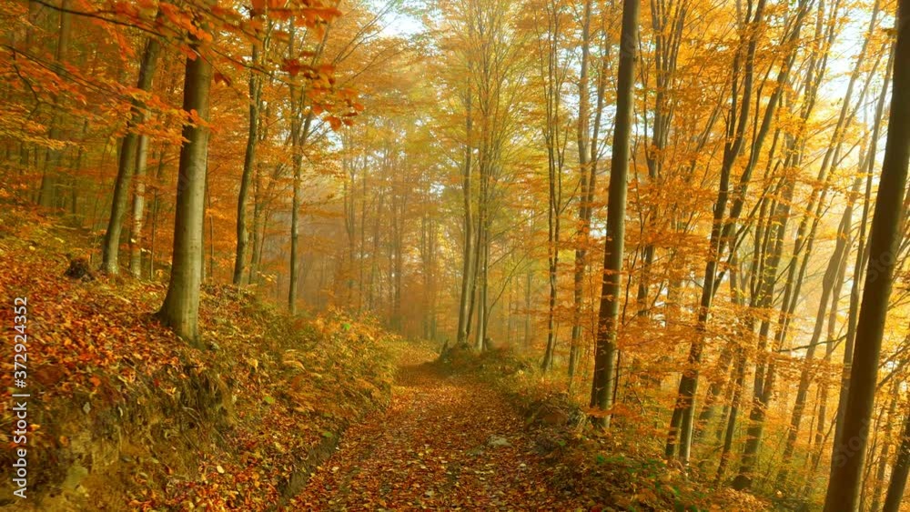Poster walk along the path littered with autumn leaves. autumn park or forest. orange trees in a light haze