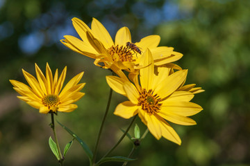 A bunch of yellow flowers that pollinate a bee