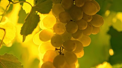 Ripe organic vineyard grapes swaying in the wind. Great grapes for making white wine. Wine grapes harvest in Italy, Tuscany region at sunset
