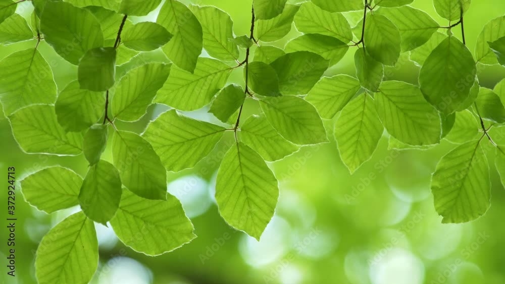 Aufkleber fresh spring green leaves background. leaves on branch sway in the wind. blurred green flora backgro