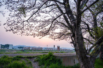 東北の桜と夕日
