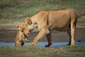 Female lioness and her baby lion cub in Ndutu Ngorongoro Tanzania