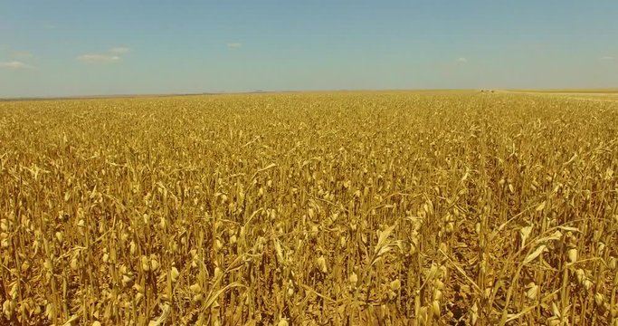 Agribusiness - Aerial image over corn crop, Ripe corn ready for harvest, corn crop - Agriculture