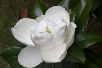 White Magnolia Blossom on the Tree