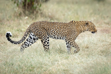 Side on of a beautiful leopard walking in tall grass in Masai Mara Kenya
