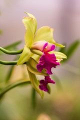 Beautiful Colorful Orchid Flower with Green Background and Beautiful Bokeh