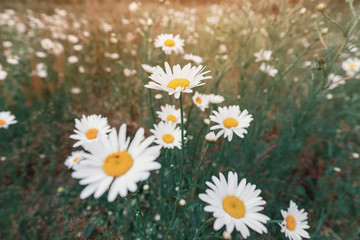 Obraz premium Chamomile plant blooms in a field of wild plants. Useful plants and folk medicine
