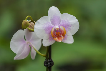 Beautiful Colorful Orchid Flower with Green Background and Beautiful Bokeh