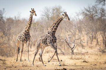 Two male giraffe walking through dry winter bush in Kruger Park South Africa