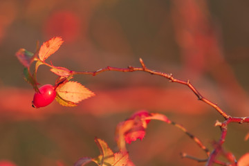 Beautiful rose hip bush and its fruits in autumn sun with beautiful light and bokeh