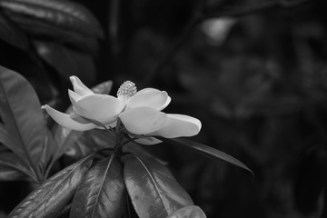 Magnolia blossoms in Black and White