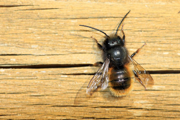 Gehörnte Mauerbiene