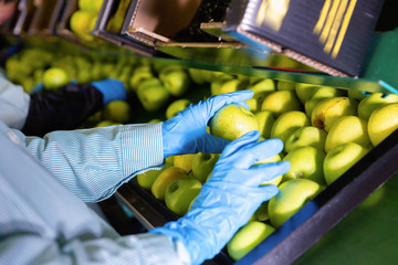 Fresh juicy apples running on rolling conveyor of production line, hands of worker