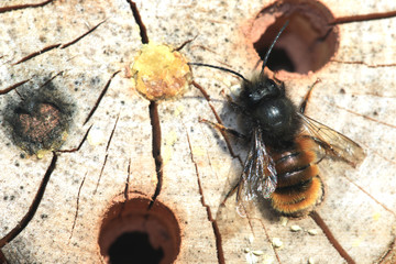 Gehörnte Mauerbiene