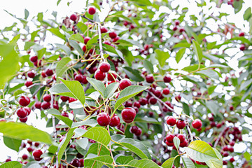 Ripe cherry on a tree in a summer garden. Natural vitamins. Blurred green background. Close-up
