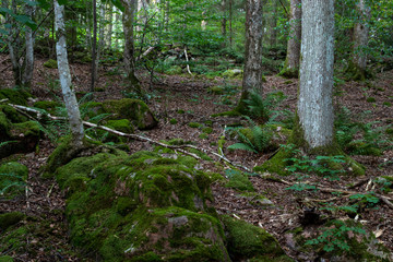 Fototapeta premium Forest in Kungälv Sweden, moss, fern