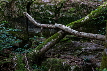 Forest in Kung&auml;lv Sweden, tree trunks