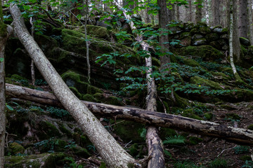 Forest in Kungälv Sweden, tree trunks