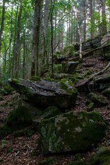 Forest in Kungälv Sweden, stone