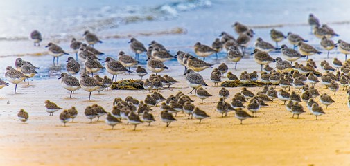sandpipers on the beach