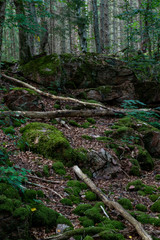 Forest in Kungälv Sweden