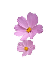 cosmos flower isolated on white