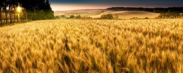Colorful, Golden grain fields at sunrise in hill country with bold skies