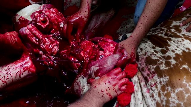 Sacrifice of a Cow