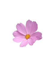 cosmos flower isolated on white