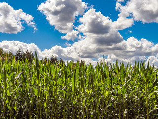 A corn field somewhere in Poland on a sunny day