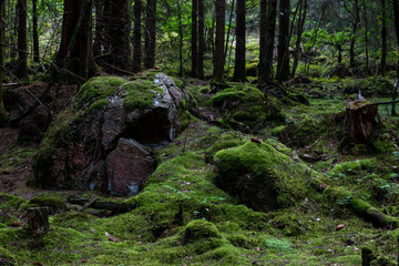 Forest in Kungälv Sweden, rock, moss