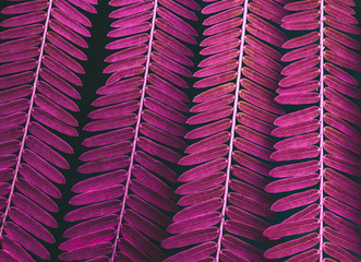 leaf leaflet arrangement row monsoon